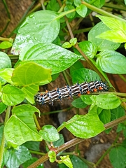 Doleschallia bisaltide