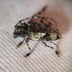 Aegomorphus jaspideus