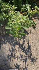 Amaranthus albus