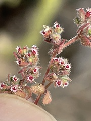 Euphorbia setiloba