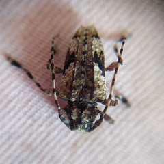 Aegomorphus jaspideus