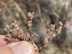 Euphorbia setiloba