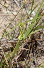 Cyperus lupulinus