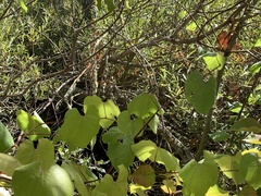 Vitis californica