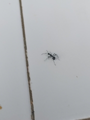 Formicidae