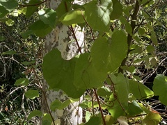 Vitis californica