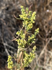 Artemisia dracunculus