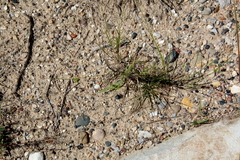 Cyperus lupulinus