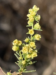 Artemisia dracunculus