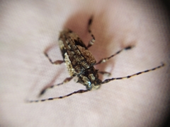 Aegomorphus jaspideus