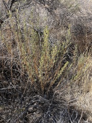 Artemisia dracunculus
