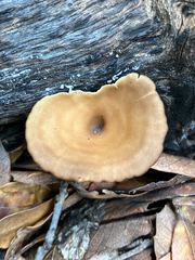 Infundibulicybe