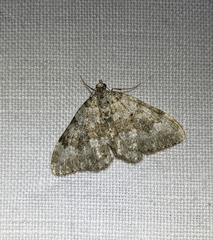 Coenotephria ablutaria