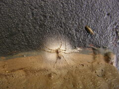 Philodromus spectabilis