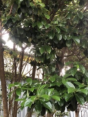 Viburnum odoratissimum