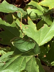 Platanus racemosa