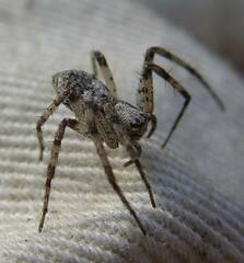 Philodromus spectabilis