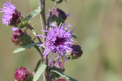 Liatris novae-angliae