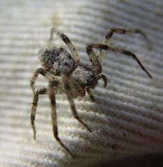 Philodromus spectabilis