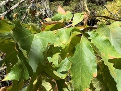 Platanus racemosa