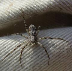 Philodromus spectabilis