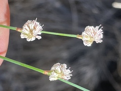 Eriogonum molestum