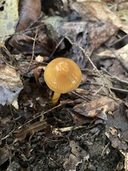 Gliophorus