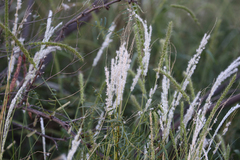 Digitaria californica