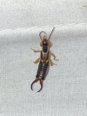 Forficula auricularia