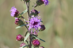 Liatris novae-angliae