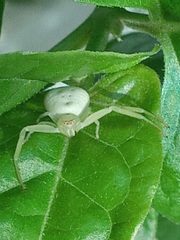 Thomisidae