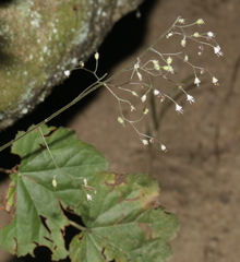 Heuchera puberula