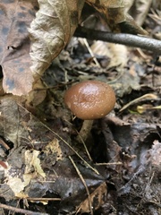 Cyclocybe erebia