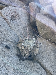 Dudleya pulverulenta