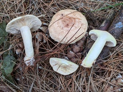 Lactarius vinaceorufescens