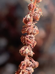 Rumex salicifolius