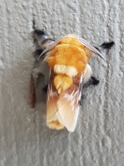 Megalopyge