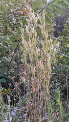 Andropogon glomeratus