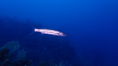 Sphyraena barracuda