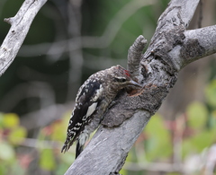 Sphyrapicus nuchalis
