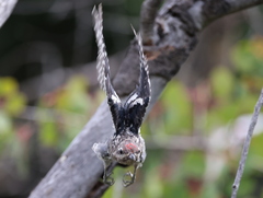 Sphyrapicus nuchalis