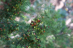 Juniperus pinchotii