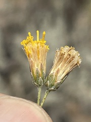 Bebbia juncea aspera