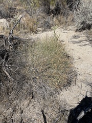 Bebbia juncea aspera