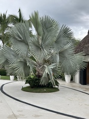 Bismarckia