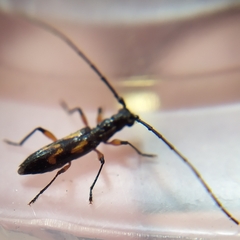 Thoracibidion flavopictum