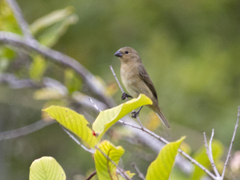 Sporophila nigricollis