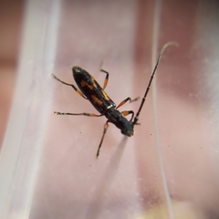 Thoracibidion flavopictum