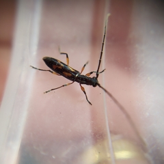 Thoracibidion flavopictum