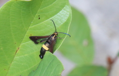 Carmenta pyralidiformis